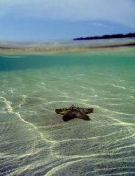 This Starfish was lost and nearly beached. I used a 24m w... by Steven Anderson 